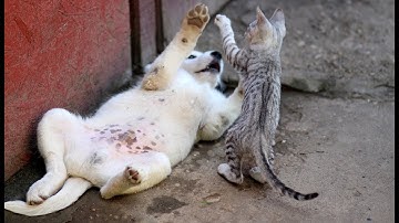 Try Not To Laugh or Grin While Watching Funny Animals Compilation