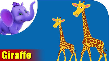 Giraffe Rhymes, Giraffe Animal Rhymes Videos for Children