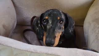 WHAT A MINI DACHSHUND PUPPY LIKES TO DO ?