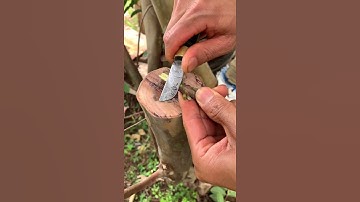 Cải tạo cây ổi hạt qua ổi Rubi ruột đỏ #ghepcay #nongnghiep #ghépcây #81farm