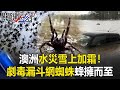 澳洲水災雪上加霜！洪水消退後爆威脅 劇毒「漏斗網蜘蛛」蜂擁而至…【關鍵時刻】20210326-3 劉寶傑 王瑞德