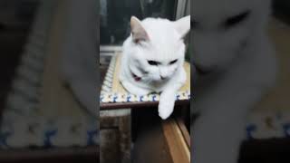 新しい猫用おざぶは気に入ってもらえませんでした(T_T)