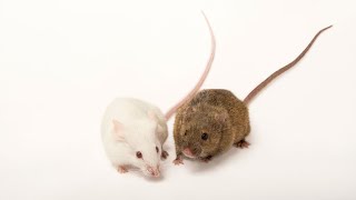 These Mice Spy On Their Predatorsby Sniffing Their Tears