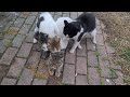 Poor female cat attacked by 3 male cats