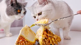 貓會吃榴槤嗎女主人給喵吃榴槤貓咪的反應讓人笑噴太逗了Do Cats Eat Durian