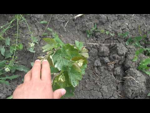 \"პოლიტიკური თოხი 2016-ის\" მეორე სერია :)