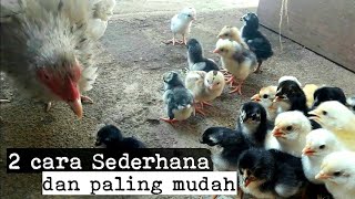 Merawat Anak Ayam Baru Menetas dengan 2 cara sederhana