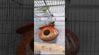 Amar Dim ta Ka Niya Nilo ?? shorts budgies lovebird video viral pets