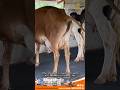 Andhra Pradesh Farmer Reviews Adheshwar XL Feed – SNF & Fat Improved Amazingly! 🐄🥛#dairyherd#farming