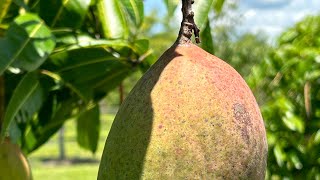 Pickering Mango Taste Test