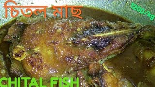 CHITAL FISH(চিতল মাছ) || MITA'S KITCHEN || BENGALI FOOD