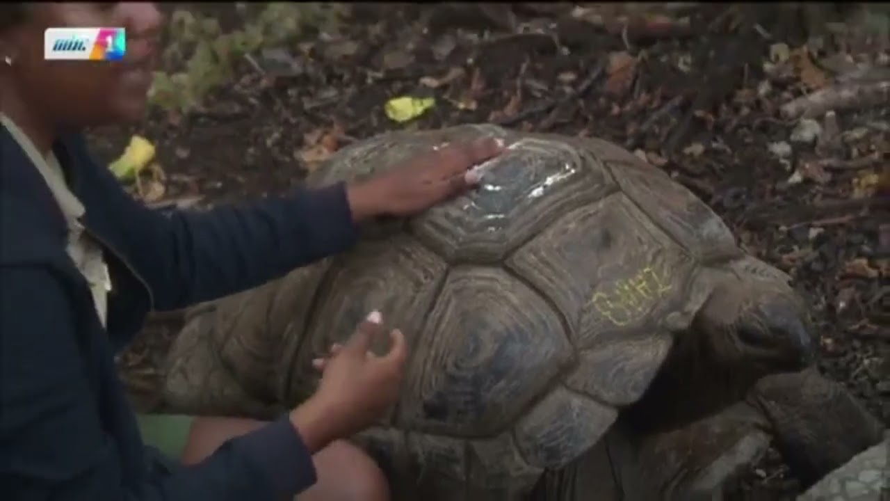 🌿 Exploration à l’Île aux Aigrettes 🧭