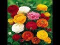 How to grow ranunculus seeds