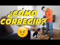 Cómo corregir a un Perro ❌🐶 | Adiestramiento Canino 📝