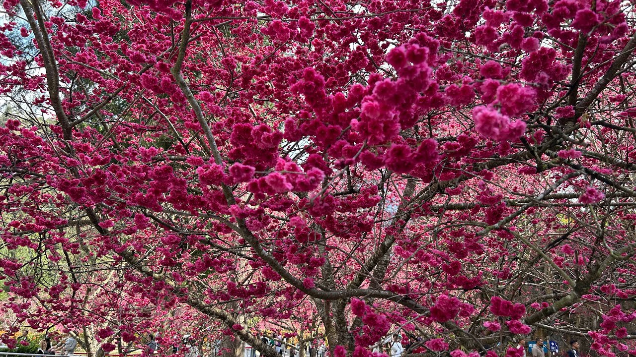 được chồng đài đưa đi ngắm vườn hoa anh đào đẹp nhất ở đài loan và nhiều cảnh đẹp hồ Nhật Nguyệt