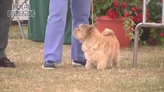 Norwich Terrier Windsor Dog Show 2015 Terrier group