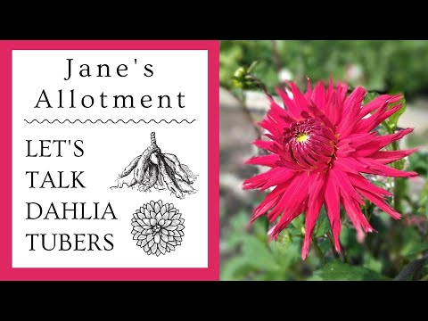 LET&rsquo;S TALK DAHLIA TUBERS - storing, checking and potting on!