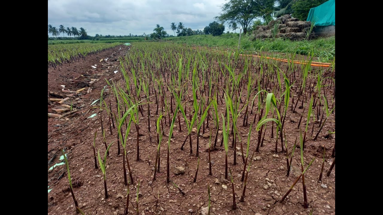 Supercane Nursery Method Sugarcane Nursery