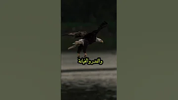 اوقح شخص و اوسخ شخص اكسبلور تحشيش لايك طبخ كوميديات ترند متابعه تيك توك 