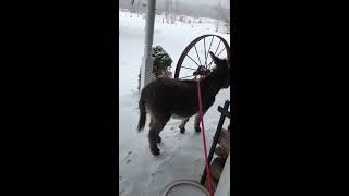Tiny Tim The Donkey Lets Himself Out