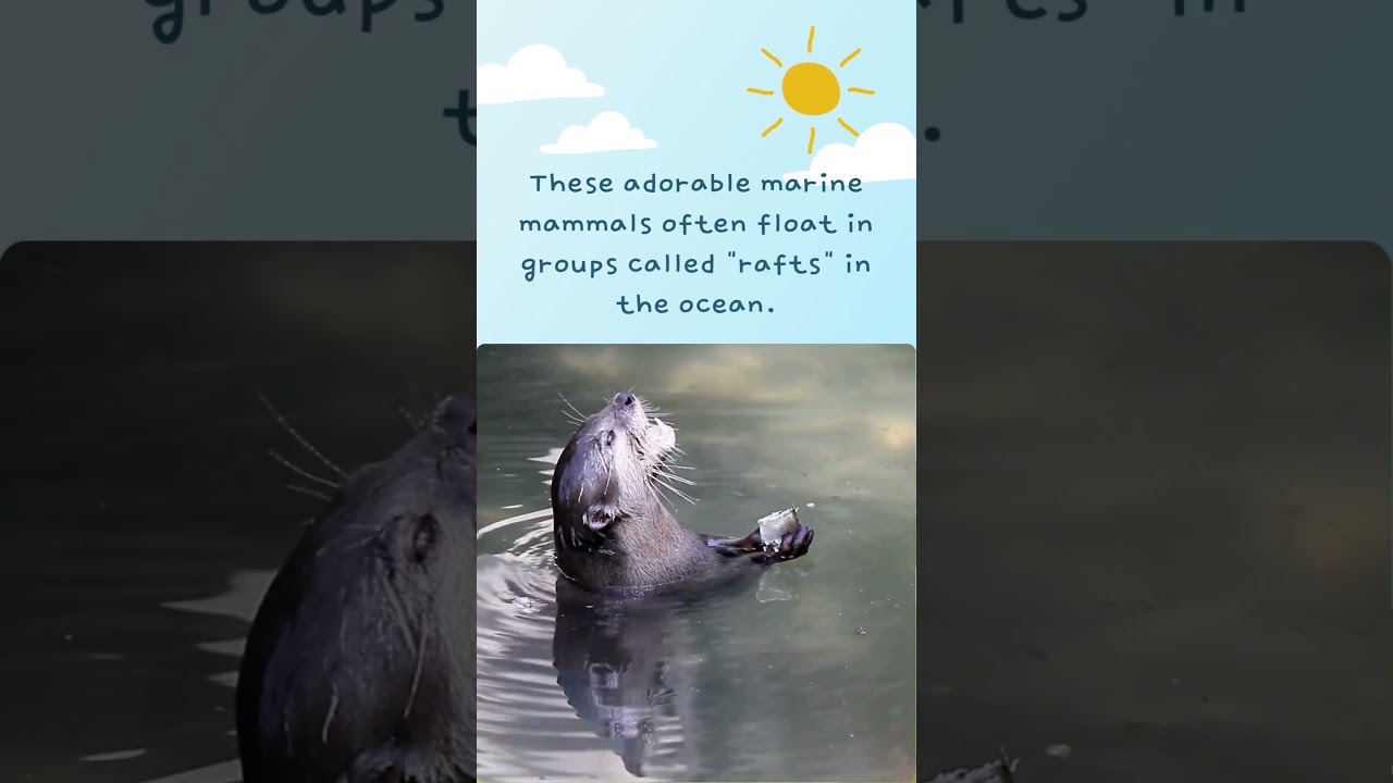 Did you know that sea otters hold hands while they sleep?  🌊🦦🤝  