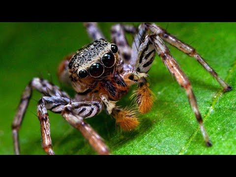 Пауки - строение тела, среда обитания, виды.