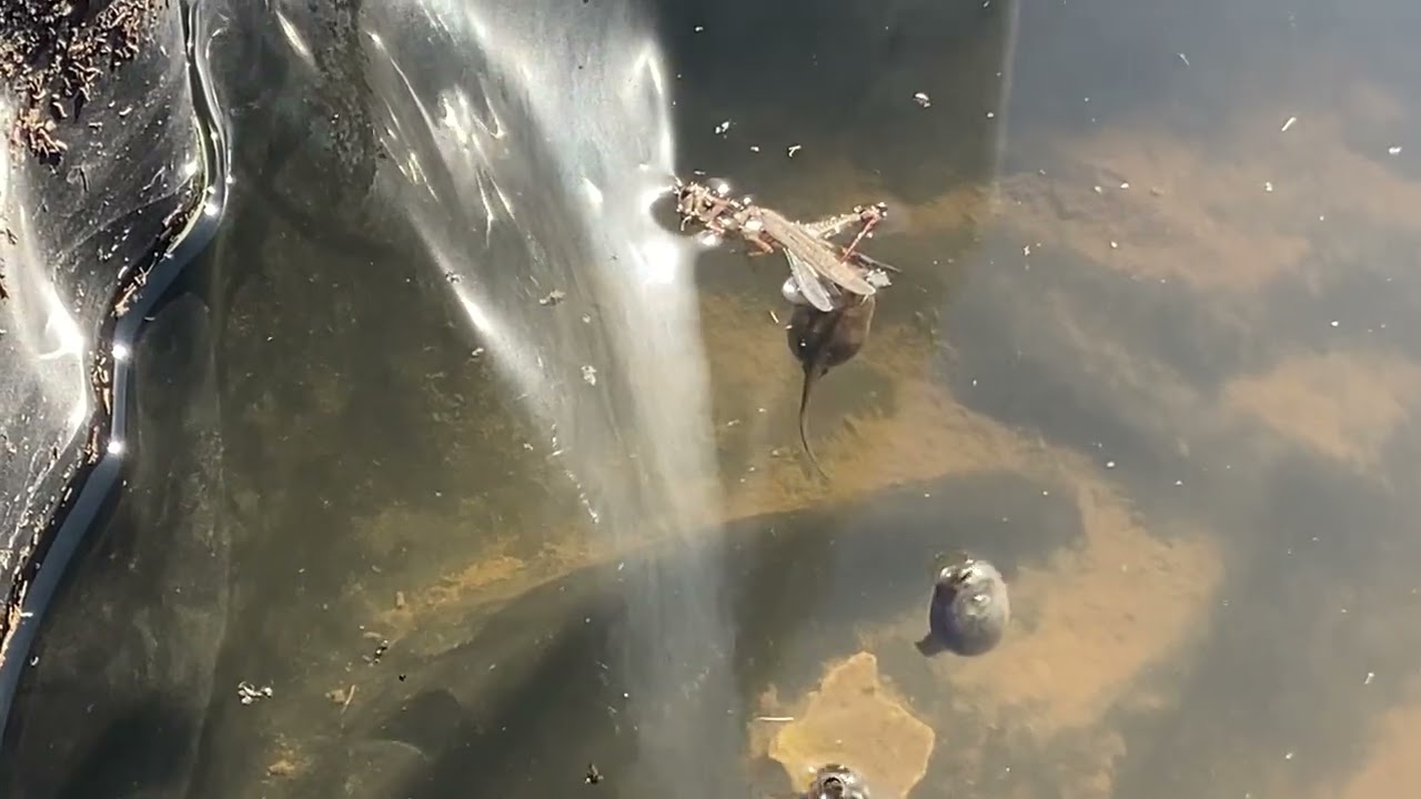 Tadpoles! Triops! Fairy shrimp! Life in my rain catch pool!