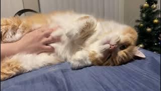 Fluffy Orange Cat Enjoying His Belly Rubs