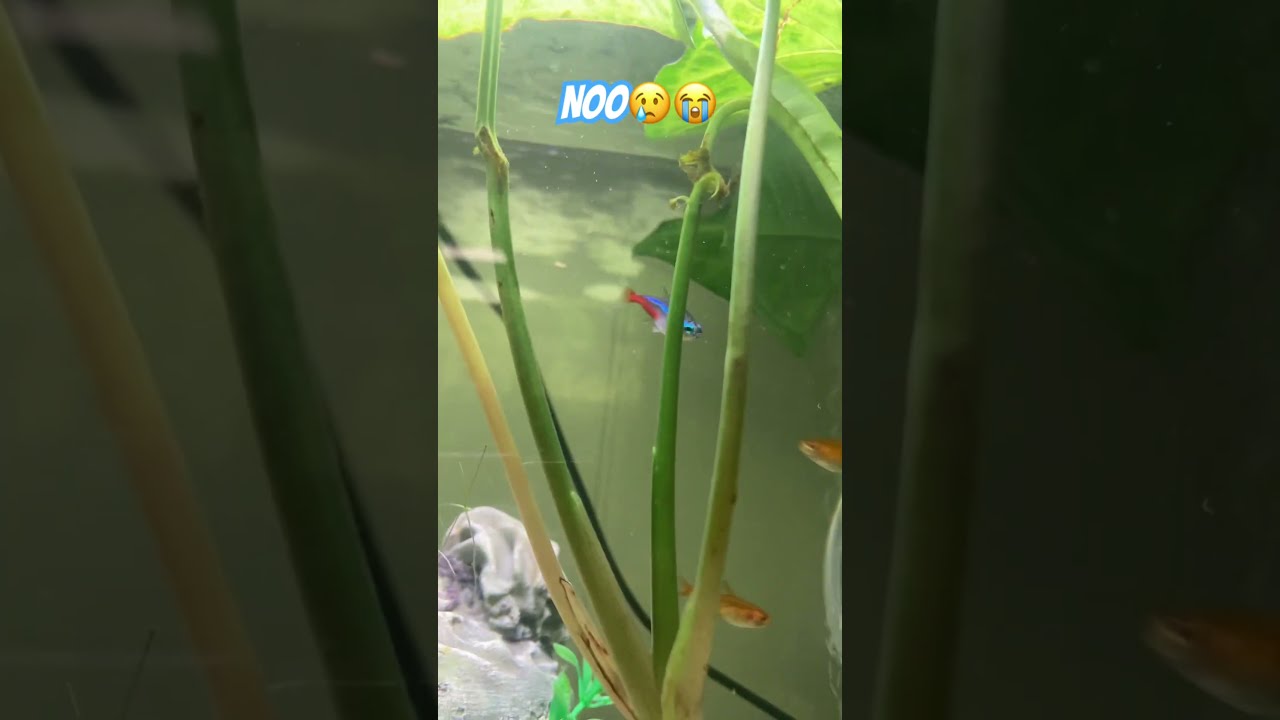 NO MY GIANT NEON TETRA DIED Shorts Death Fishtank Pastlives