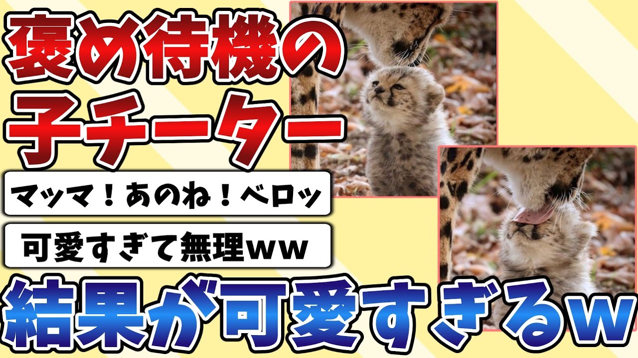 【2ch動物スレ】『子チーター』がマッマに褒めてもらう為に報告しに行った結果が可愛すぎるｗｗｗ