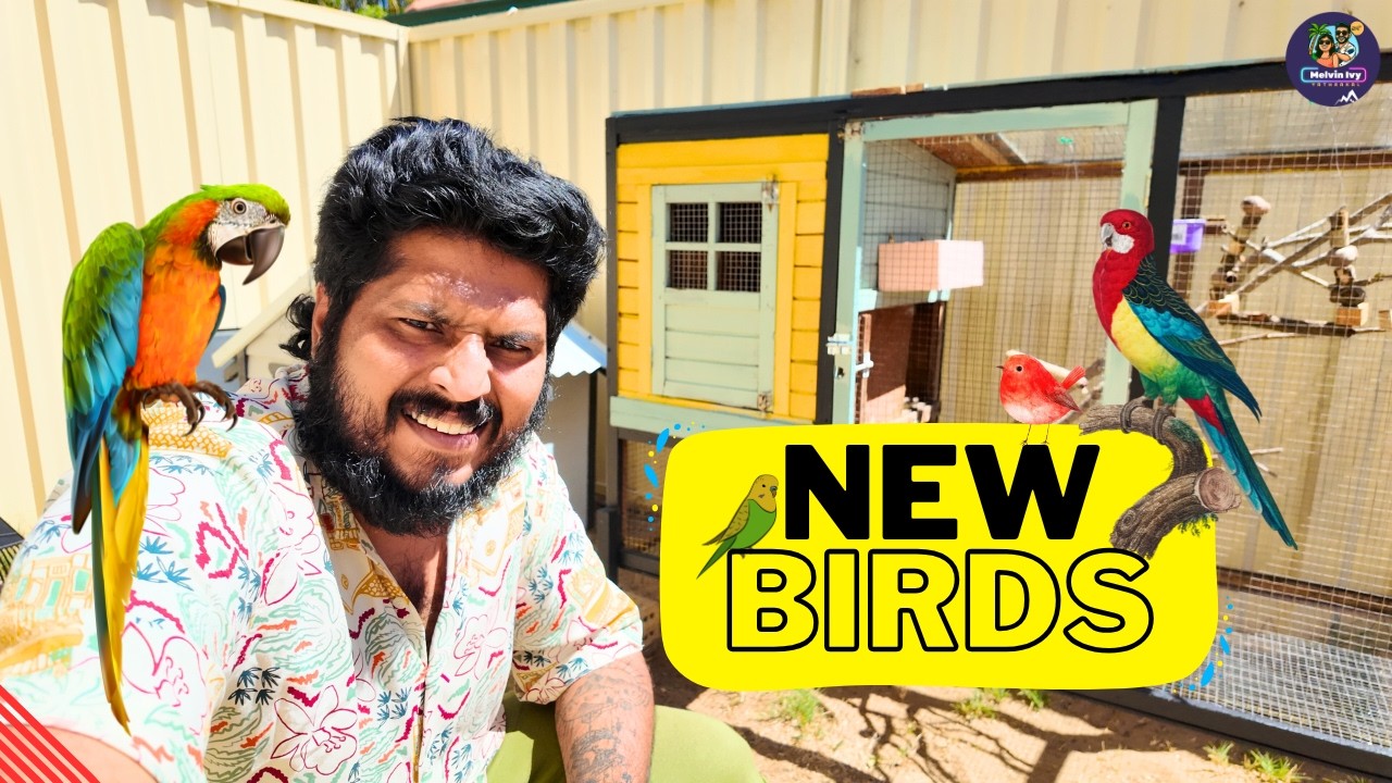 പുതിയ കിളിക്കൂട് | Waste Materials to Dream Bird Cage 😍 | Now Meet the New Birds!