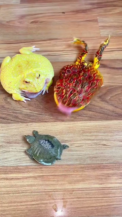 Pacman Frogs Eating every animal #short #asianbullfrogeatsbird #bullfrogvssnake #entertainment