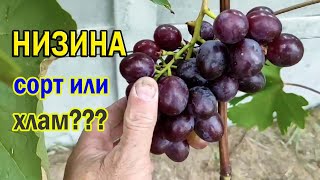 🔴🔴Виноград НИЗИНА, стоит садить или нет / Треск винограда Низина