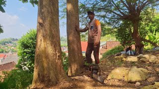 BAHAYA‼️menebang kayu jati jumbo diatas rumah