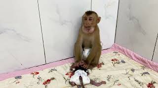 Baby Monkey Shiba