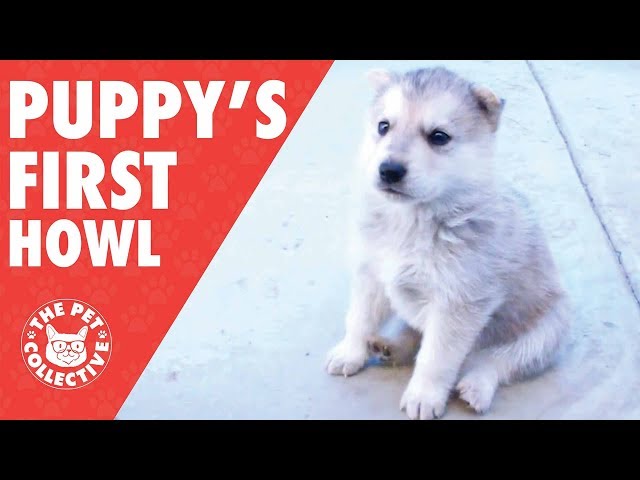 Puppies Howl For The First Time