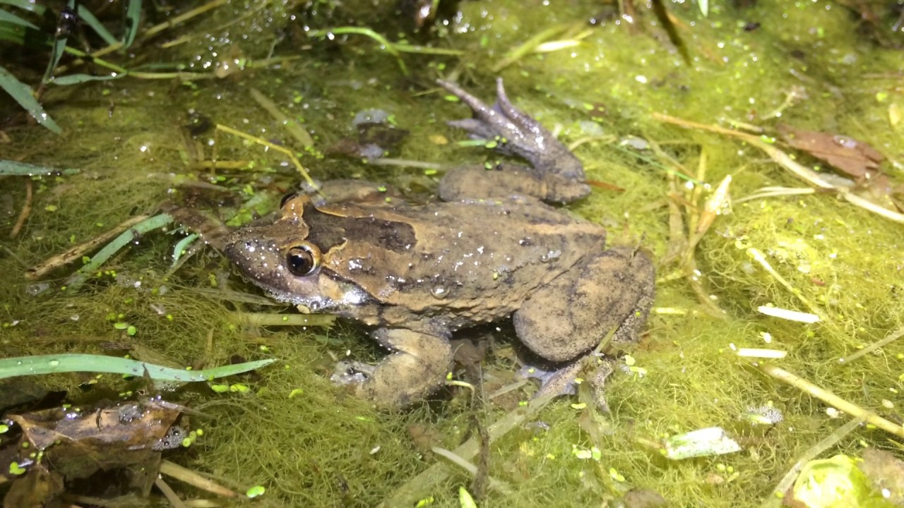 Hula Painted Frog (Latonia nigriventer) doing not so much YouTube