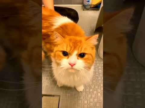 猫のファーミネーターブラッシングで抜け毛ゴッソリ！［スコティッシュフォールド］ / CuteCat #Shorts​