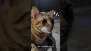 참 쉬운 고양이 무닝이 참 쉬운 고양이 무닝이