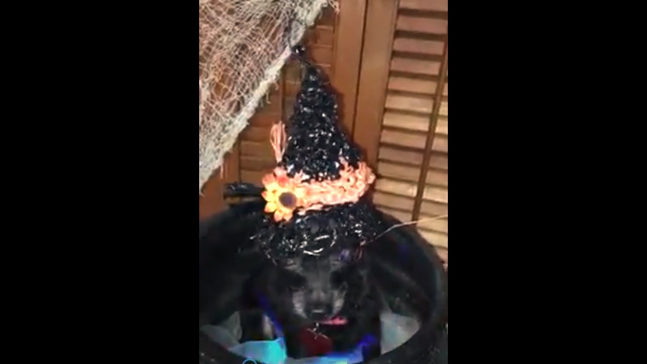 I'll put a spell on you !!! - YouTube
