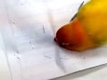 ホッチキス針を外すボタンインコ