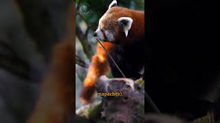 Conoce a los Pandas Rojos: Criaturas Encantadoras de la Naturaleza  ❤️🐾 #PandasRojos #FaunaAsiática