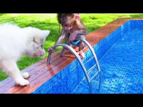 BEBE SINGE A LA PISCINE ?????