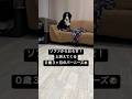 訴えかけてくる0歳3ヶ月のバーニーズ🐶 #大型犬 #バーニーズマウンテンドッグ #puppy