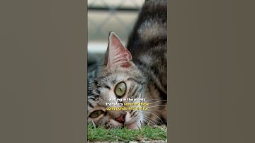 Why do cats act so weird around catnip and silver vine? #kucinglucu #cat #cutekittenmeowing