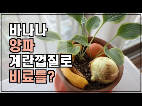 Video: Lannoitteet ficus Benjaminille: kuinka ruokkia kotona