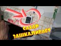 САМВЕЛ В УЖАСЕ, САХАР ЗАШКАЛИВАЕТ, ЧТО ДЕЛАТЬ С Т.В?