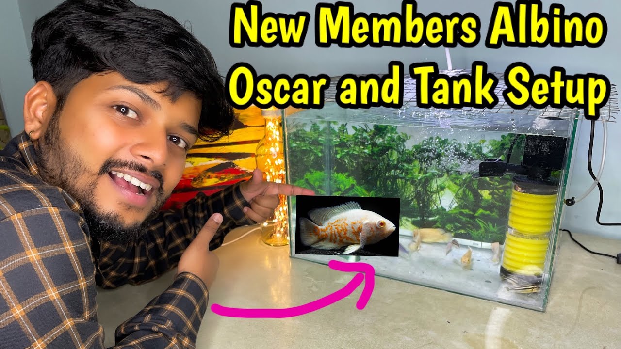 Image showcasing Finally!! Albino Oscars🐟😍 and Cichlids Purchased🥰 and Setup a new Tank🔥 ...