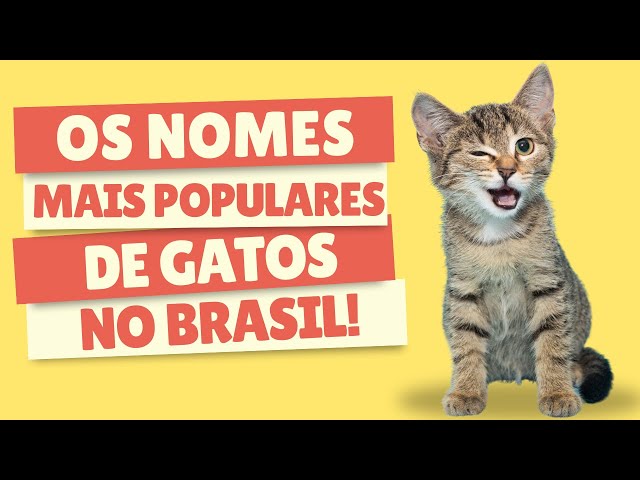 Os melhores nomes para gatos