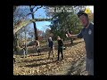 A Call about people climbing a "Sacred Tree"